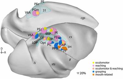 Mixed Spatial and Movement Representations in the Primate Posterior Parietal Cortex